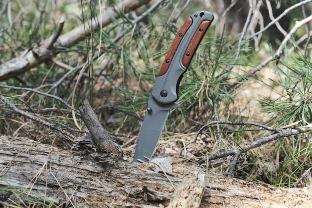 Folding survival knife with wooden inserts in handle is stuck rotten fallen tree in forest