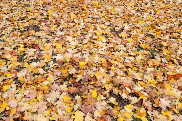 листва осенью