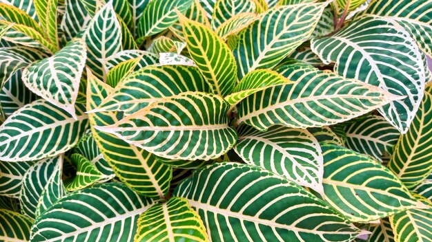 Photo foliage background of the leaves sanchezia or zebra plant leaves