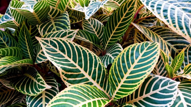 Photo foliage background of the leaves sanchezia or zebra plant leaves