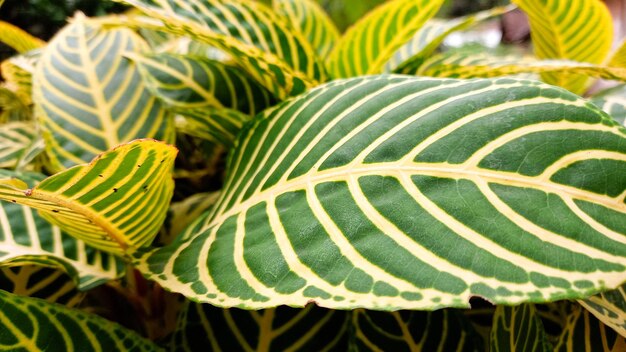 Photo foliage background of the leaves sanchezia or zebra plant leaves