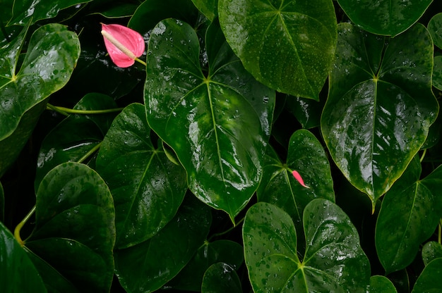 Foliage in dark green pattern with rain water drop. Top view shot of tropical leaf. Abstract nature background of green environment concept.