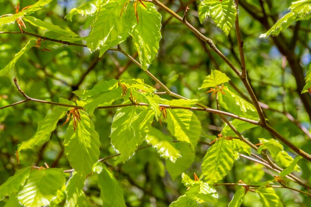 Foliage detail