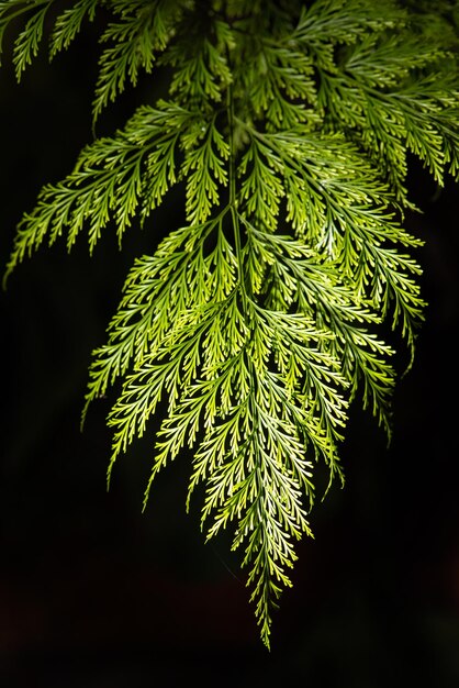 Photo foliage details of a beautiful foliage with its colors and shapes selective focus