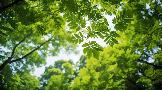 Foliage forest leaves background