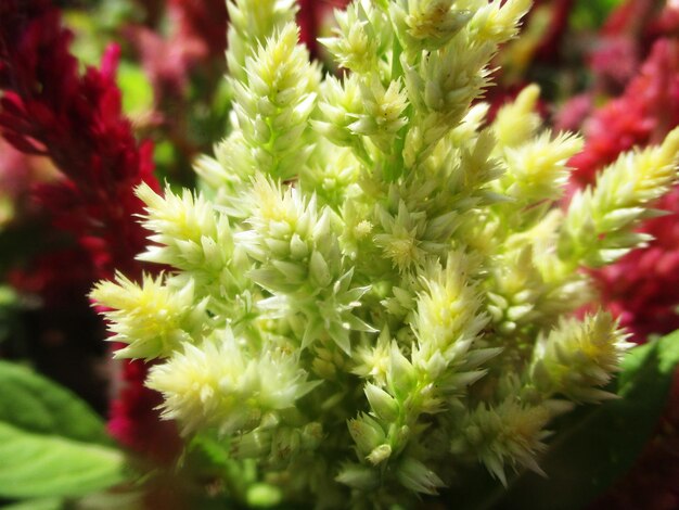 写真 葉、緑の葉の果物と花