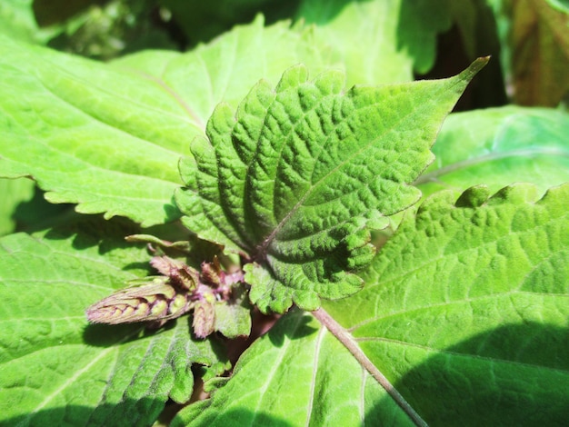 foliage, Green Leaves fruits and Flowers