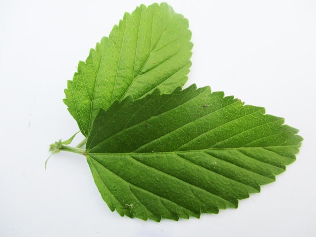 foliage, Green Leaves fruits and Flowers