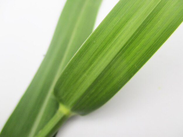 葉、緑の葉の果物と花