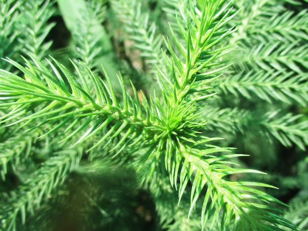 foliage, Green Leaves fruits and Flowers