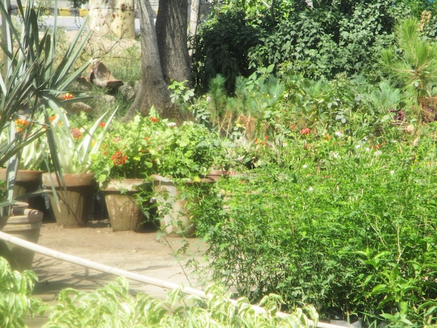 foliage, Green Leaves fruits and Flowers