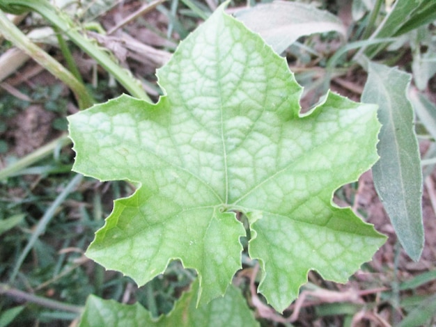 foliage, Green Leaves fruits and Flowers