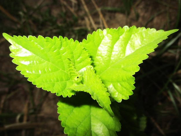 foliage, Green Leaves fruits and Flowers