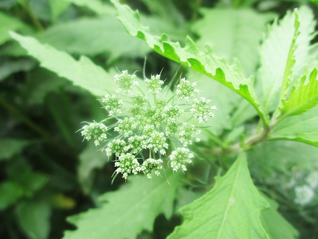 葉、緑の葉の果物と花