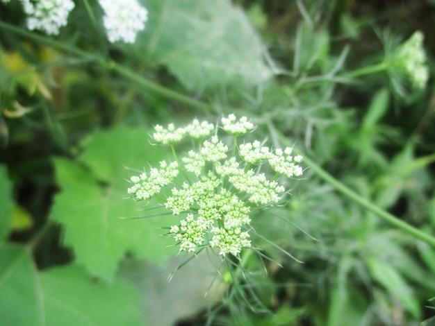 葉、緑の葉の果物と花