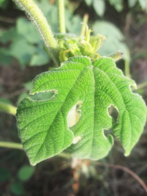 foliage, Green Leaves fruits and Flowers