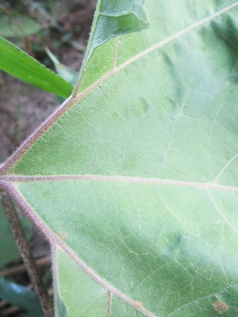 foliage, Green Leaves fruits and Flowers