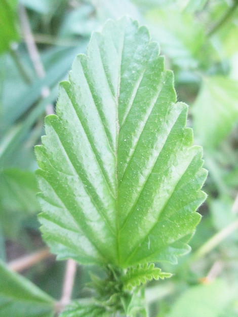 葉、緑の葉の果物と花