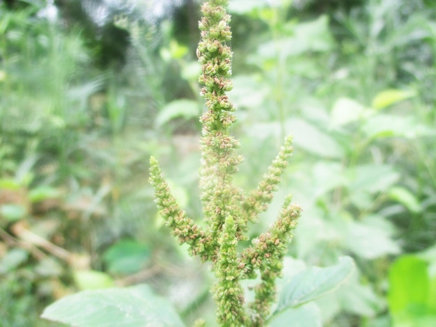 foliage, Green Leaves fruits and Flowers