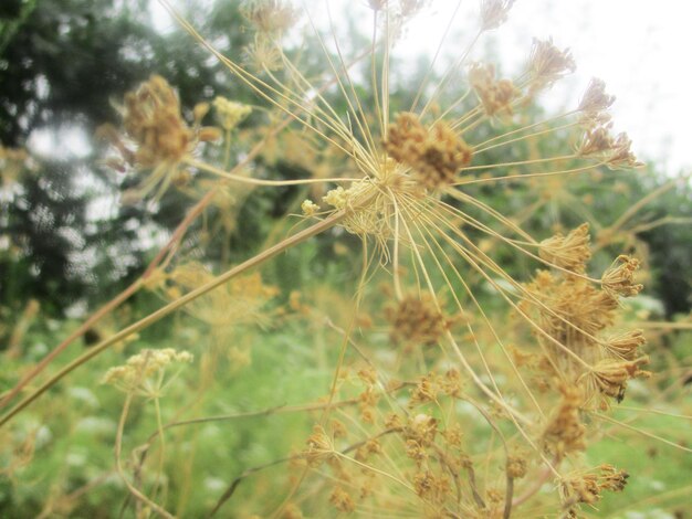 葉、緑の葉の果物と花