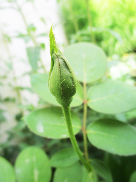 葉、緑の葉の果物と花