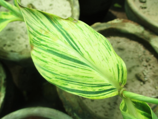 Photo foliage, green leaves fruits and flowers