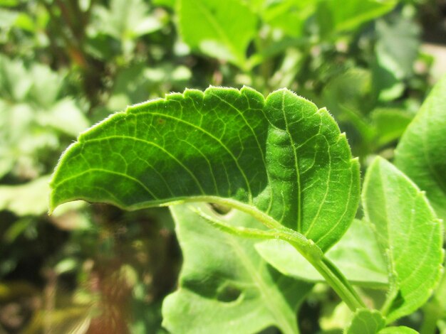 foliage, Green Leaves fruits and Flowers