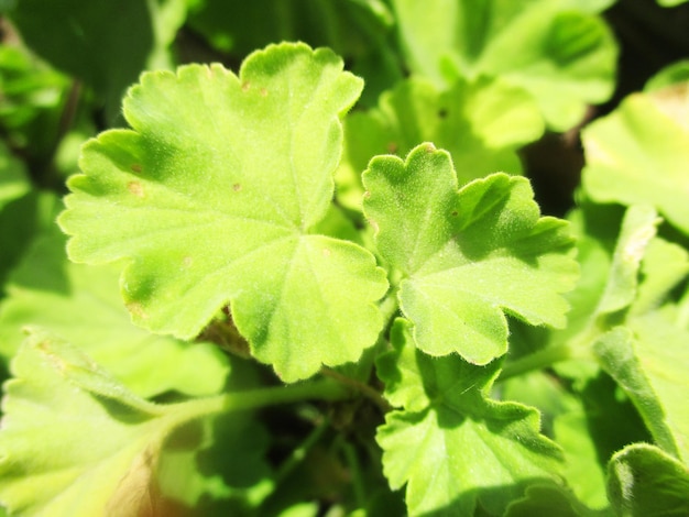 foliage, Green Leaves fruits and Flowers