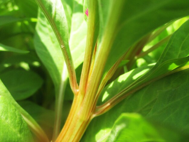 foliage, Green Leaves fruits and Flowers