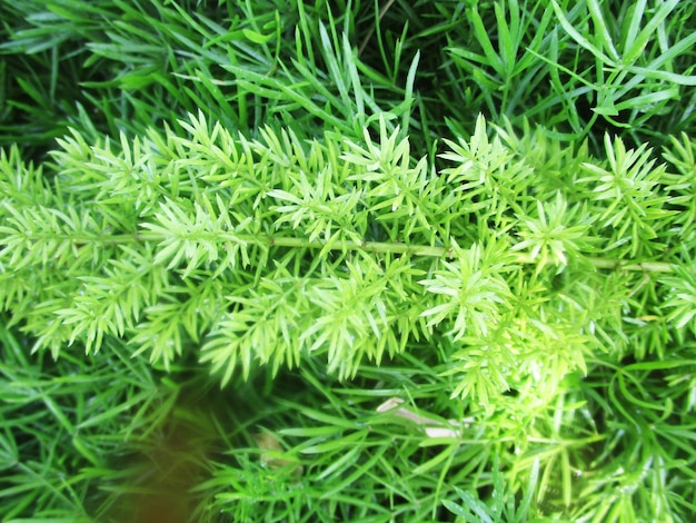 foliage, Green Leaves fruits and Flowers