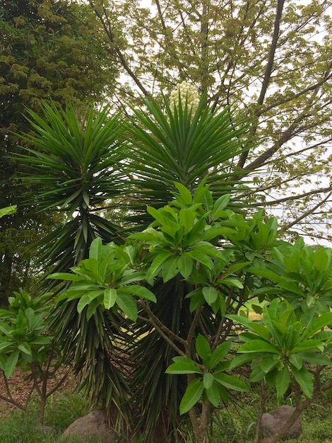 Foto piante verdi a foglia