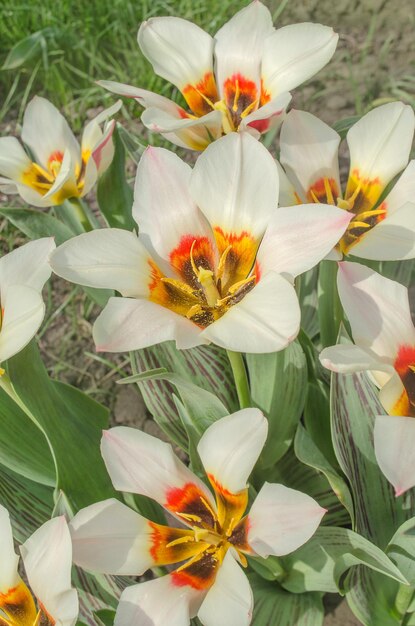 Листва имеет бордовые полосы Свежие растущие тюльпаны в саду на естественном размытом фоне