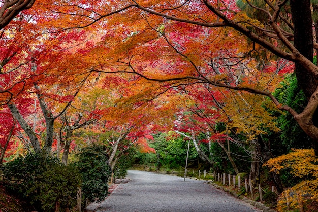 일본에서 은색과 노란색의 메이플이 있는 잎자루