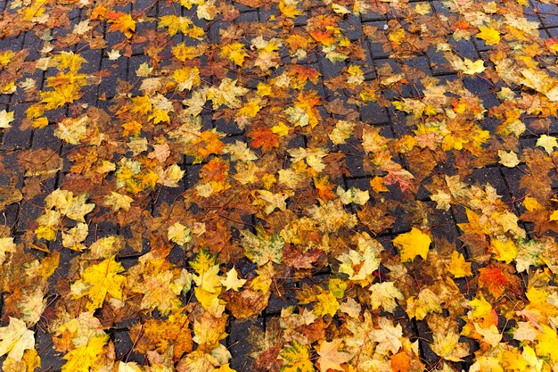 foliage of maples