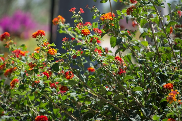 Foliage of Mediterranean plants from Sicily