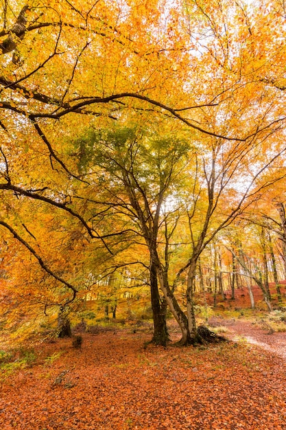 Foliage in Monti Cimini Lazio Italy Autumn colors in a beechwood Beechs with yellow leaves