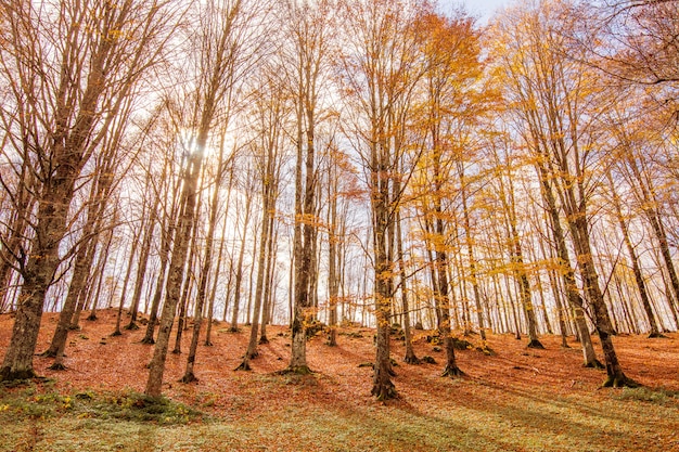 モンティSimbruini国立公園、ラツィオ、イタリアの紅葉。