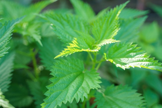 Foliage of natural green nettle photography