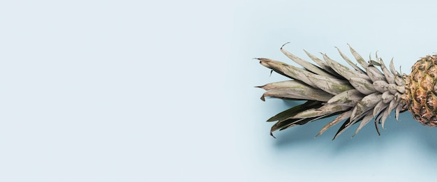 Foliage pineapple on a blue background.