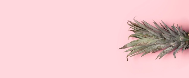 Foliage pineapple on a pink background.