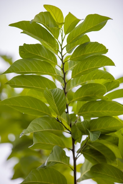 Foliage texture