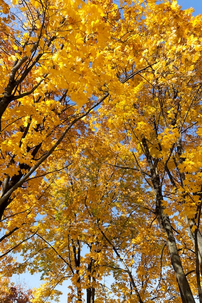 Foliage of trees in the autumn season