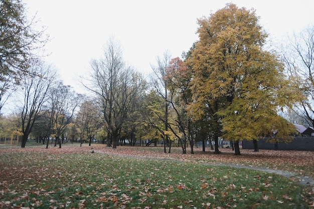 黄金の秋の公園の葉と木々