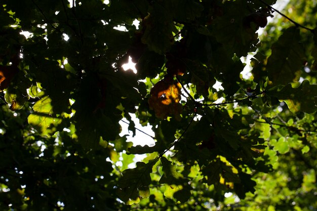 Foliage of trees in the park in the autumn season