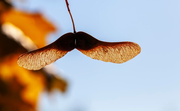 Foliage of trees in the park in the autumn season