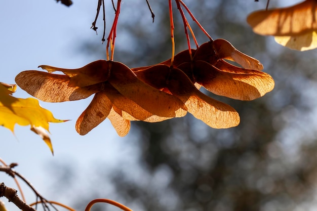 Foliage of trees in the park in the autumn season