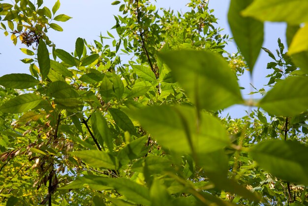 Foliage of trees in the park in the autumn season