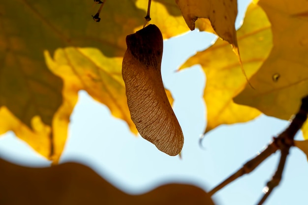 Foliage of trees in the park in the autumn season