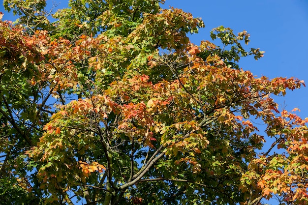 Foliage of trees in the park in the autumn season