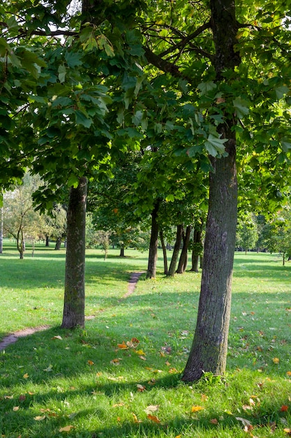 Foliage of trees in the park in the autumn season